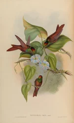 Diphogena iris